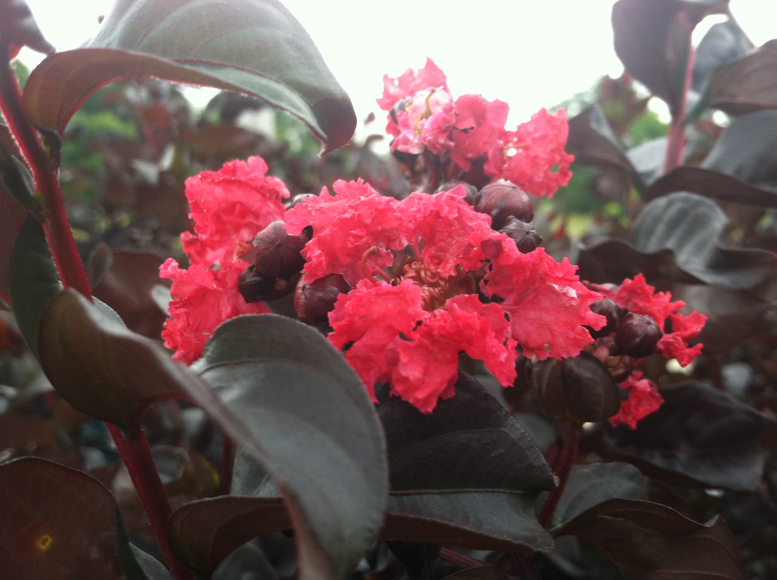 Black Crepe Myrtles? The Garden Diaries