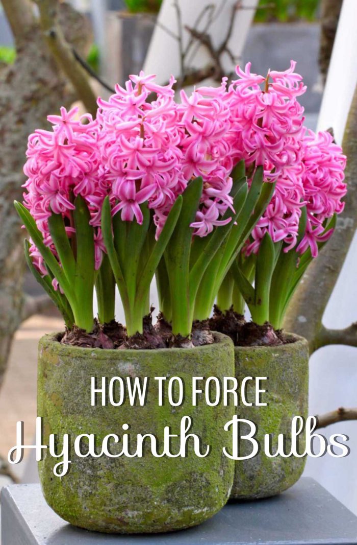 Bringing Spring InForcing Bulbs