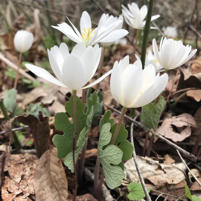 Buttercup Invasive Lesser Celandine Runs Rampant The Garden Diaries